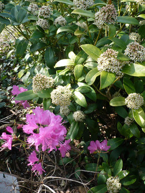 Rhododendron mucronulatum et skimmias