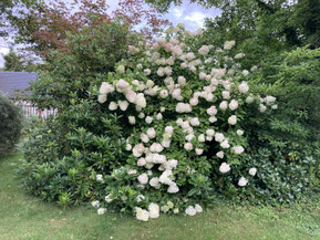 Hydrangea Paniculata Limelight