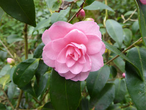 Camellia 'Spring Festival'
