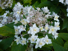 Hydrangea involucrata Yoraku