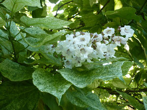 Feuilles et fleur du catalpa