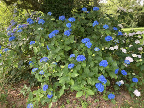 Hydrangea 'Renate Steiniger'