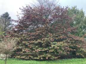Le quercus palustris