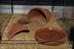 Aufzuchtterrarium Jungtiere