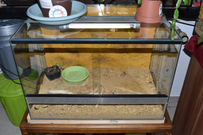Sandboa Terrarium 2, ältere Jungtiere