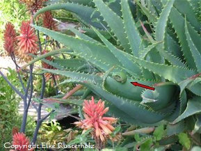 Sonnen- und Ruheplatz bevorzugt auf Aloe vera