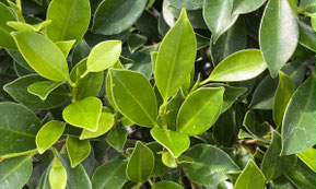 Laub eines Chinesischen Feigenbaums Ficus microcarpa retusa