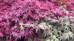 Fächerahorn, Acer palmatum