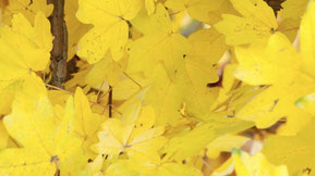 Feldahorn, Maßholder, Acer campestre