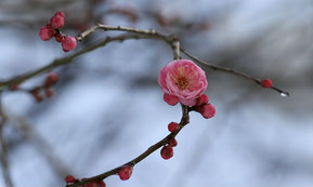 Blüte einer Japanische Aprikose, Prunus mume