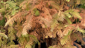 Herbstfärbung Metasequoia glyptostroboides / Urwelt-Mammutbaum
