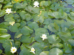 JYOTI YOGI KERALA INDE YOGA AYURVEDA
