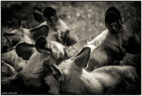 Rudel # Lycaon pictus#Wildhunde#swRoland Valter#rolva#Natur-Fotografie#Aachen 