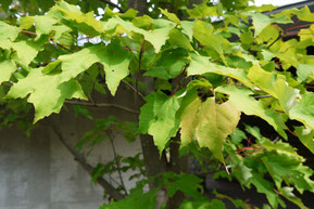 アメリカハナノキ　Red maple (Acer rubrum)