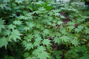 Acer tenuifolium (ヒナウチワカエデ)