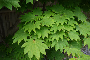 Acer japonicum (ハウチワカエデ）