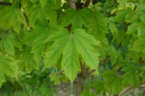 Acer diabolicum （カジカエデ）