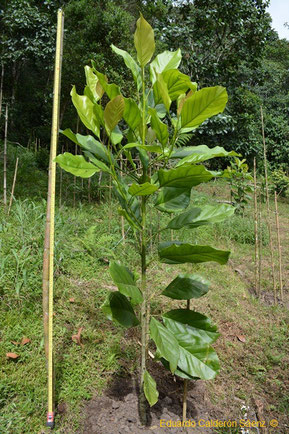 Magnolia wolfii, 2-years-old. This plant was germinated at "Jardín Botánico de Pereira"