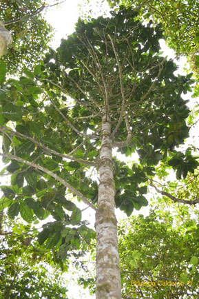 Magnolia hernandezii, 14-years-old. From the magnolias grown at El Refugio, this is the largest one. It was obtained by seed germination at El Refugio.