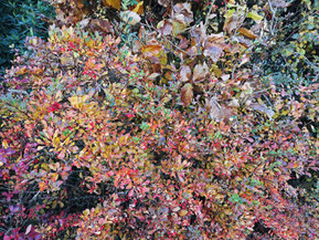 Herbst 2021
