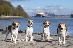 Kromfohrländerzucht vom Hamburger Elbstrand