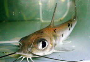 Ictalurus punctatus (Channel Catfish, Getüpfelter Gabelwels)