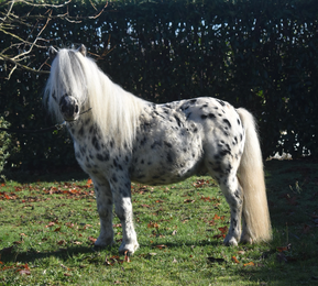 Son père, Titeuf des Galipettes