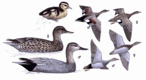 http://www.planetofbirds.com