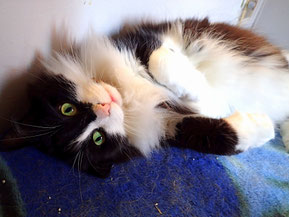 Le Ronronnement Du Chat Réseau Secours Animal