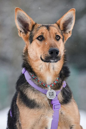Ashley, Weibchen, geb. 02.23, Schäferhund-Mischling,  57 cm groß