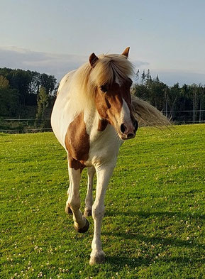Auf einer grünen Wiese läuft Helgi mit fröhlichem Blick und aufmerksamer Haltung auf die Kamera zu