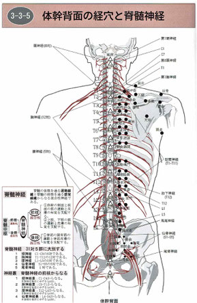 背中の経穴と脊髄神経