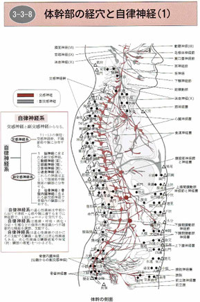 体幹部の経穴と自律神経