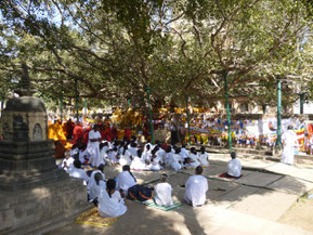 Bodh Gaya Bodhisattva Tree