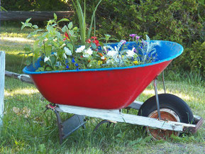 Schubkarre mit Blumen