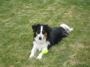 Top Dog Rocky - Pet Stop's Invisible Dog Fence Training 