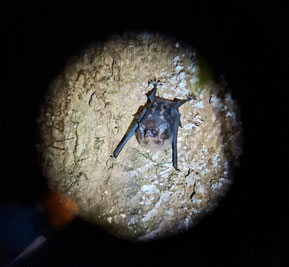 einer der knuffigeren nachtaktiven Waldbewohner: eine Mini-Fledermaus am Baum