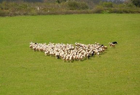 Spectacle étonnant que le regroupement des brebis apr les chiens.