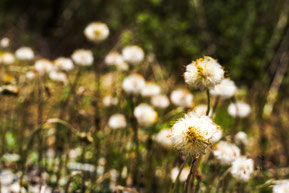 Die achtsame Selbstfürsorge