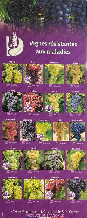 Producteur vignes