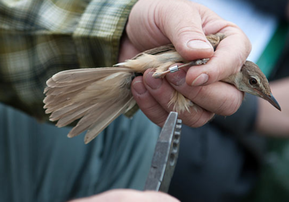 Vogelberingung, Foto NABU, G. Rottmann