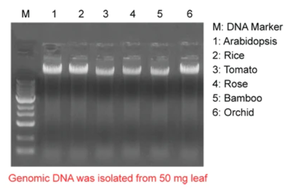 Magnetic bead genomic DNA isolation kit 