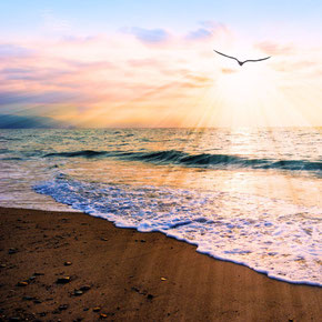 Aufgehende Sonne am Meer mit Vogel, der in die Sonne fliegt