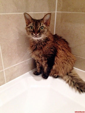 Devon Rex à poil long - Pinterest - 