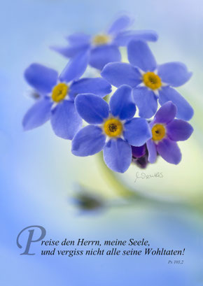 Vergissmeinnicht, Macro, Christliche Karten