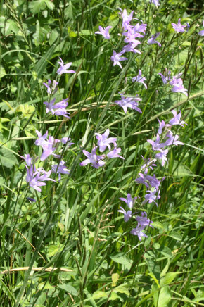 Rapunzel-Glockenblume - Campanula rapunculus;  Ackerrand bei Auerbach (G. Franke, 26.06.2021)