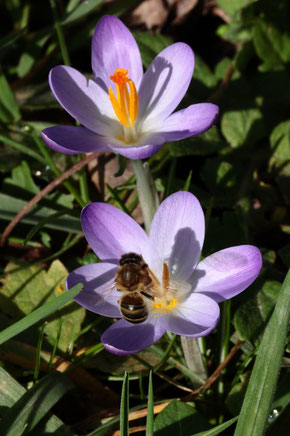 Honigbiene auf einem Krokus - Garten bei Karlsbad-Spielberg (G. Franke, 20.02.2021)