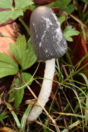 Wollstieliger Tintling - Coprinopsis cinera; Waldpfad bei Karlsbad-Spielberg (G. Franke, 19.11.2020)