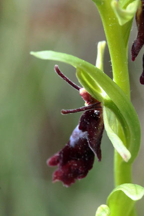 Fliegen-Ragwurz - Ophrys insectifera; seltene und geschützte Orchidee, beginnt bei Keltern zu blühen (G. Franke, 03.05.2020)