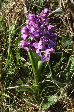 Kleines Knabenkraut - Anacamptis morio; eine früh blühende Orchidee auf trockenen bis wechselfeuchten Magerwiesen (G. Franke, Ittersbach 20.04.2019)